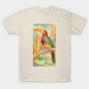 The Banded Aracari Toucan T-Shirt